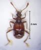 Brachygluta perforata